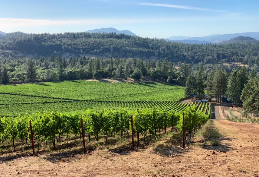 Wild Diamond Vineyards 8